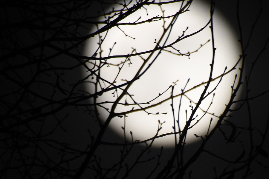 luna-miopes-ben_kerckx